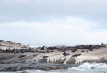 海豹岛景点图片