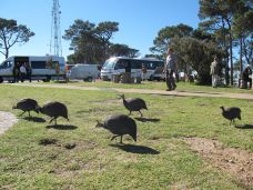 锡格纳尔山-开普敦-尊敬的会员
