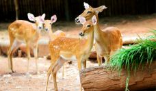 绿山动物园-Bang Phra-赖宝小乖