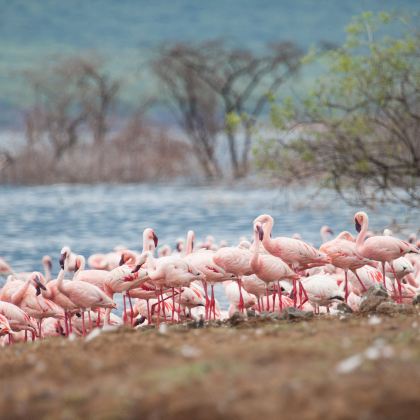 肯尼亚+奈瓦沙+博戈里亚湖+纳库鲁湖国家公园4日3晚私家团
