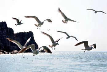 威海市区&荣成包车一日游（刘公岛景区+火炬八街+成山头等）【想你所想，给你不一样的体验】