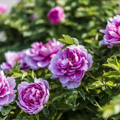 老君山景区+龙门石窟+白马寺+洛阳博物馆2日1晚跟团游