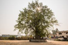 树包塔-芒市-尊敬的会员