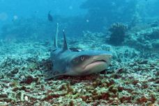 锡帕丹岛-斗湖-尊敬的会员