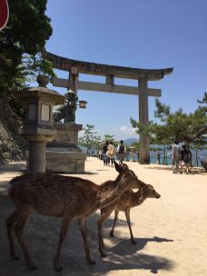 严岛神社-廿日市-q****bb