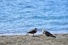 教会湾-奥克兰-尊敬的会员