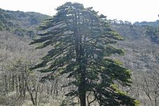 连理松-黄山-走走-74511940