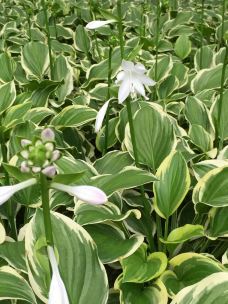 万寿公园-北京-都市贝贝