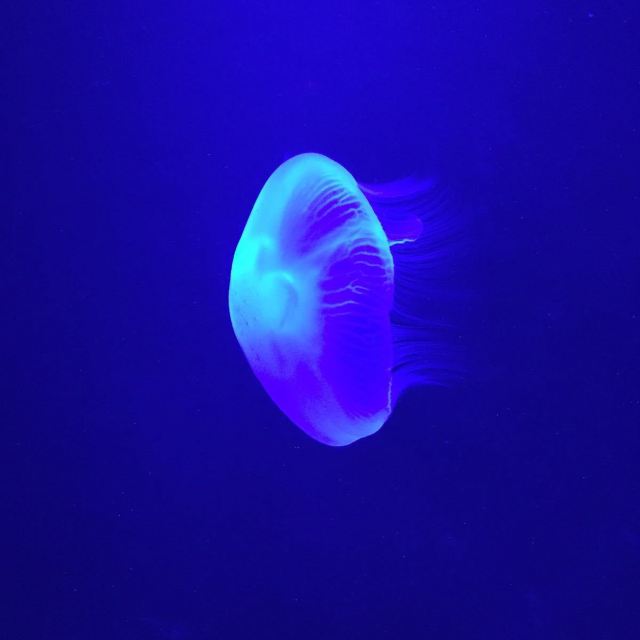 Sea Life Bangkok Ocean World
