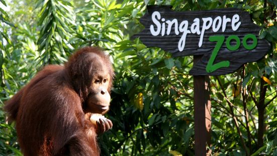 Singapore Zoo