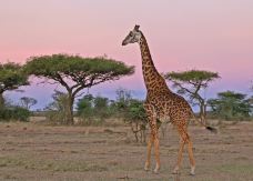 安波塞利国家公园-Amboseli-东西南北游