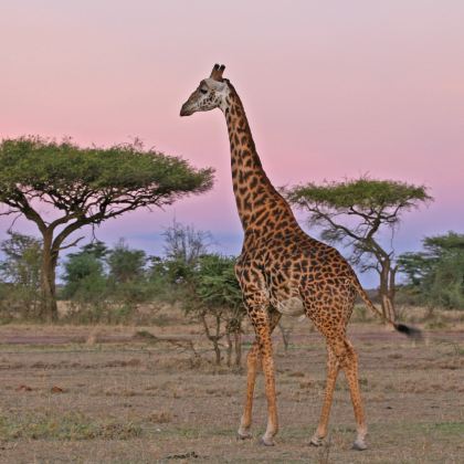 肯尼亚内罗毕+安博塞利国家公园+奈瓦沙湖+纳库鲁湖国家公园+马赛马拉国家保护区+东非大裂谷观景点8日7晚跟团游