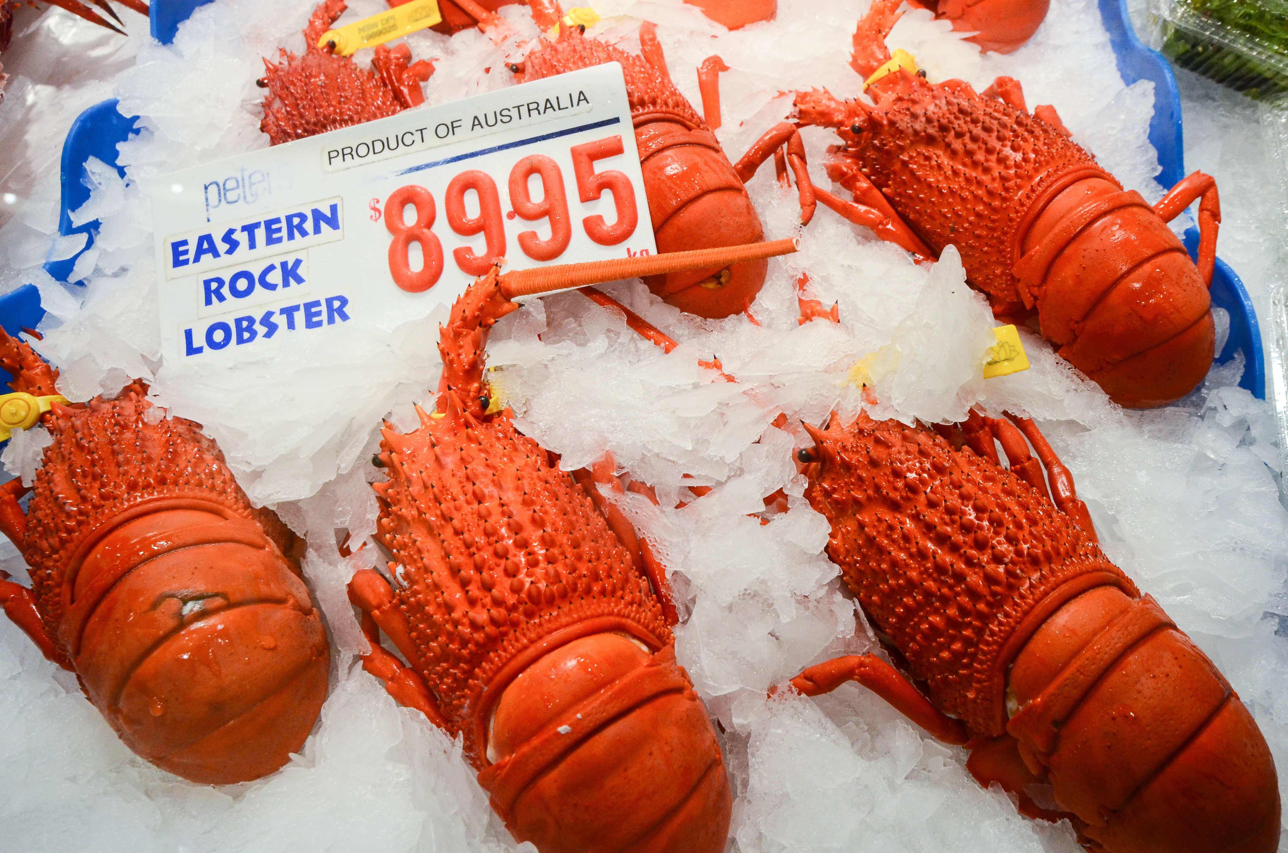 澳洲龙虾