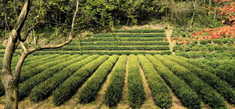 Longjingwencha Scenic Resort Tickets Deals Reviews - 