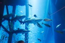 迪拜水族馆和水下动物园-迪拜-尊敬的会员