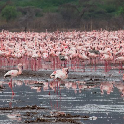 安波塞利国家公园+马赛马拉国家保护区+肯尼亚马赛村落+奈瓦沙+阿伯德尔国家森林公园8日7晚私家团