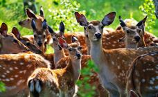 乌兰布统草原-克什克腾旗-走走-74511940