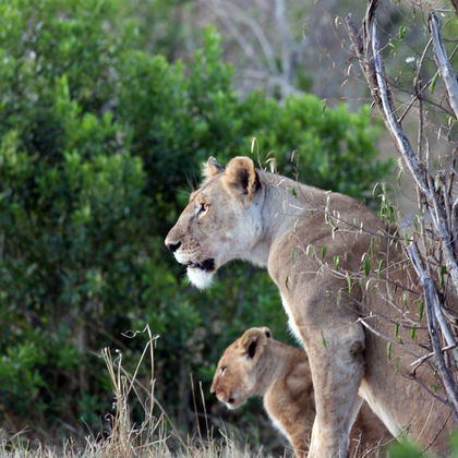 南非+肯尼亚内罗毕马赛马拉国家保护区二日游