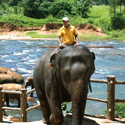 斯里兰卡+品纳维拉大象孤儿院+康提皇家植物园+尼甘布泻湖一日游