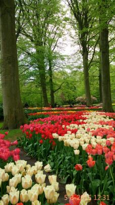 库肯霍夫公园-利瑟-YoYo_4G6S9D6T