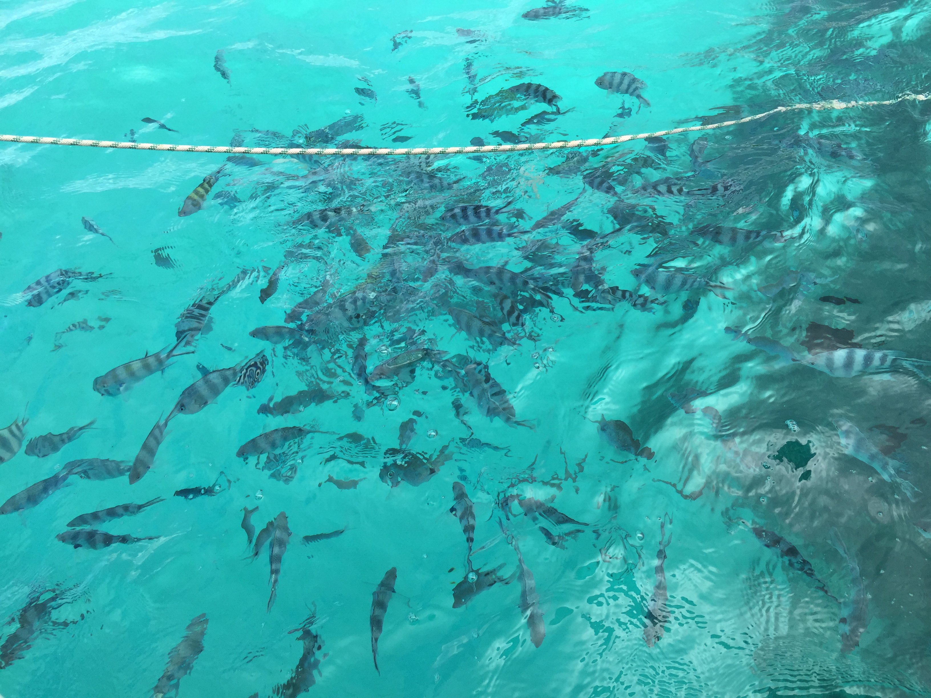 蓝湾坐玻璃船看珊瑚看鱼，这里是毛求最好的浮潜看珊瑚看鱼的地方，水深大概三米。