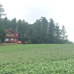 北海道游记图片] 去北海道看花，在最美丽的季节！- 骑车游美瑛