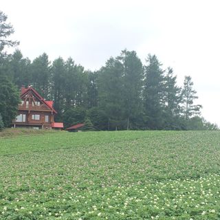 去北海道看花,在最美丽的季节!- 骑车游美瑛