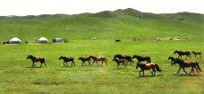 贡格尔草原-克什克腾旗-doris圈圈