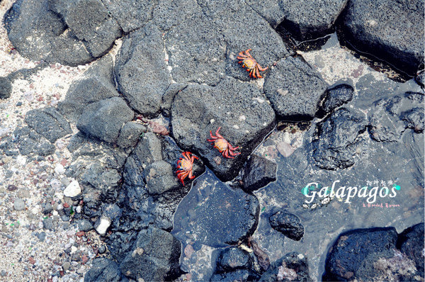 绝望之后爱上她 — GALAPAGOS 初游记（6） 码头的石头上到处都是红红的螃蟹，顿时咽了咽口水