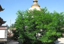 塔尔寺-菩提树美食图片
