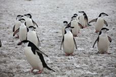 半月岛-南设得兰群岛-克克克里斯