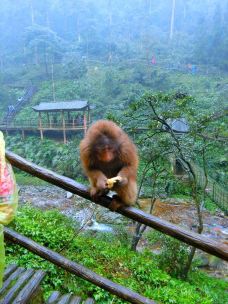 峨眉山生态猴区-峨眉山-西西的小天空