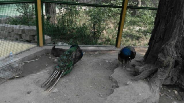 Beijing Zoo