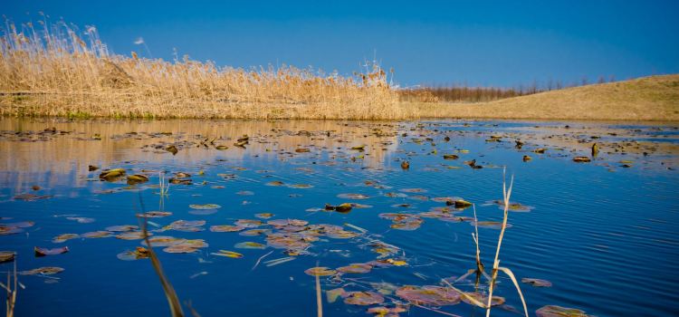 崇明区 東灘湿地公園 評判 案内 トリップドットコム 崇明区 東灘湿地公園 評判 案内 トリップドットコム