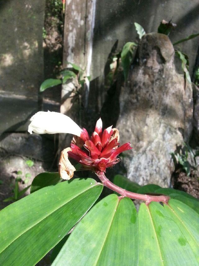 Sabah Museum