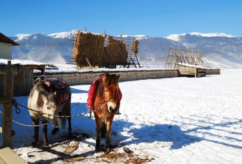 赠送旅拍！丽江+虎跳峡+纳帕海+独克宗古城 6-16人纯玩团【虎跳峡+金沙江观景+独克宗古城+松赞林寺观景台+伊拉草原+环湖纳帕海+小中旬花海】