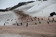 半月岛-南设得兰群岛-克克克里斯