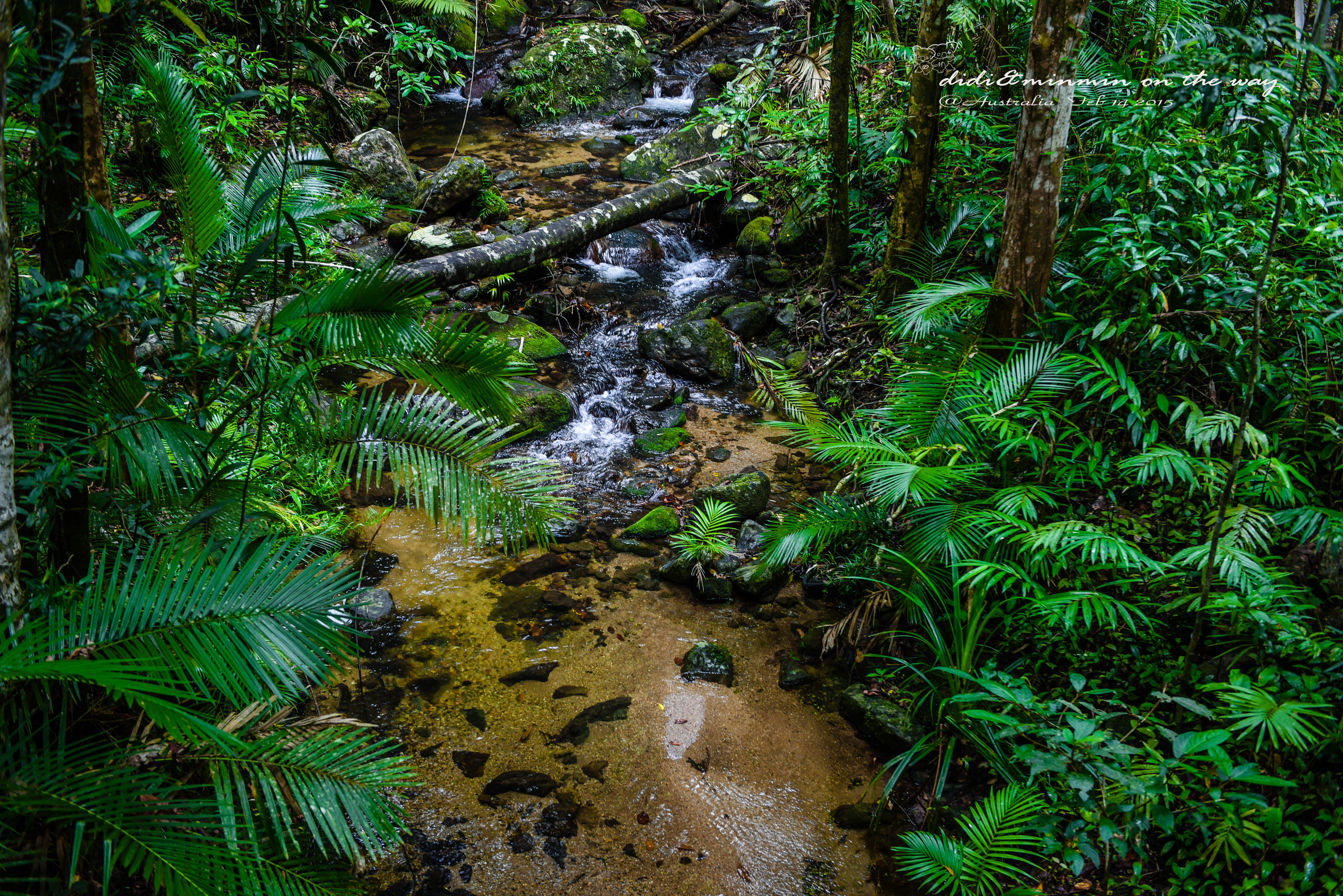 莫斯曼峡谷-Cow Bay-Daintree Jungle-Cape Tribulation-PK’