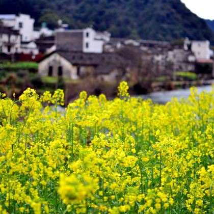 黄山+千岛湖+宏村+西递+婺源7日6晚私家团