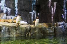 迪拜水族馆和水下动物园-迪拜-尊敬的会员