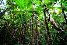 景栋旅游图片-探秘热带雨林，西双版纳风情3日游