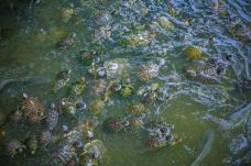 南普陀寺-放生池-厦门-doris圈圈