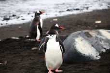 半月岛-南设得兰群岛-克克克里斯