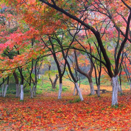 南京汤山紫清湖旅游区+汤山温泉+栖霞山+明孝陵2日1晚私家团