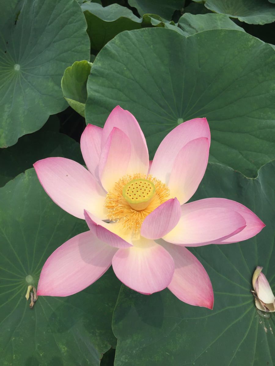 马踏湖