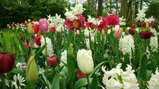 库肯霍夫公园-利瑟-YoYo_4G6S9D6T