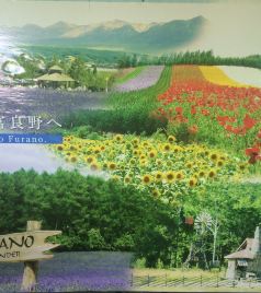 富良野游记图文-去北海道看花，在最美丽的季节！- 富良野一日游及民宿