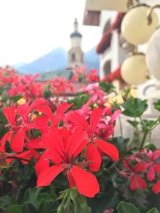 锡耶纳大教堂-锡耶纳-波叔的露台花园