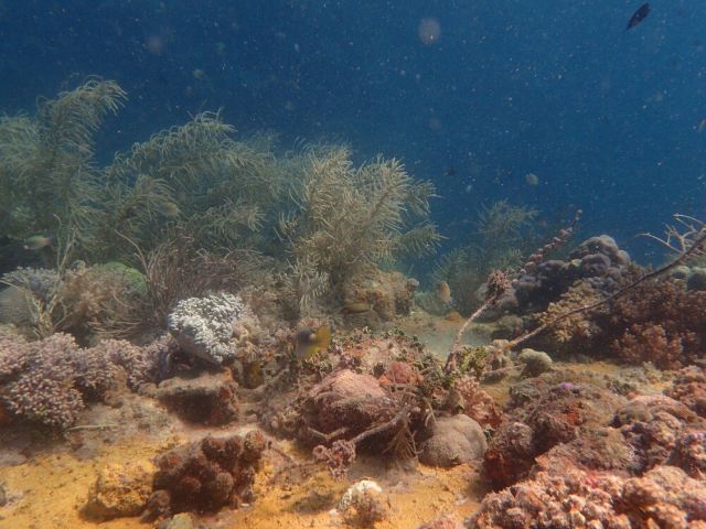 Malwawey Coral Garden