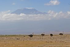 安波塞利国家公园-Amboseli-东西南北游